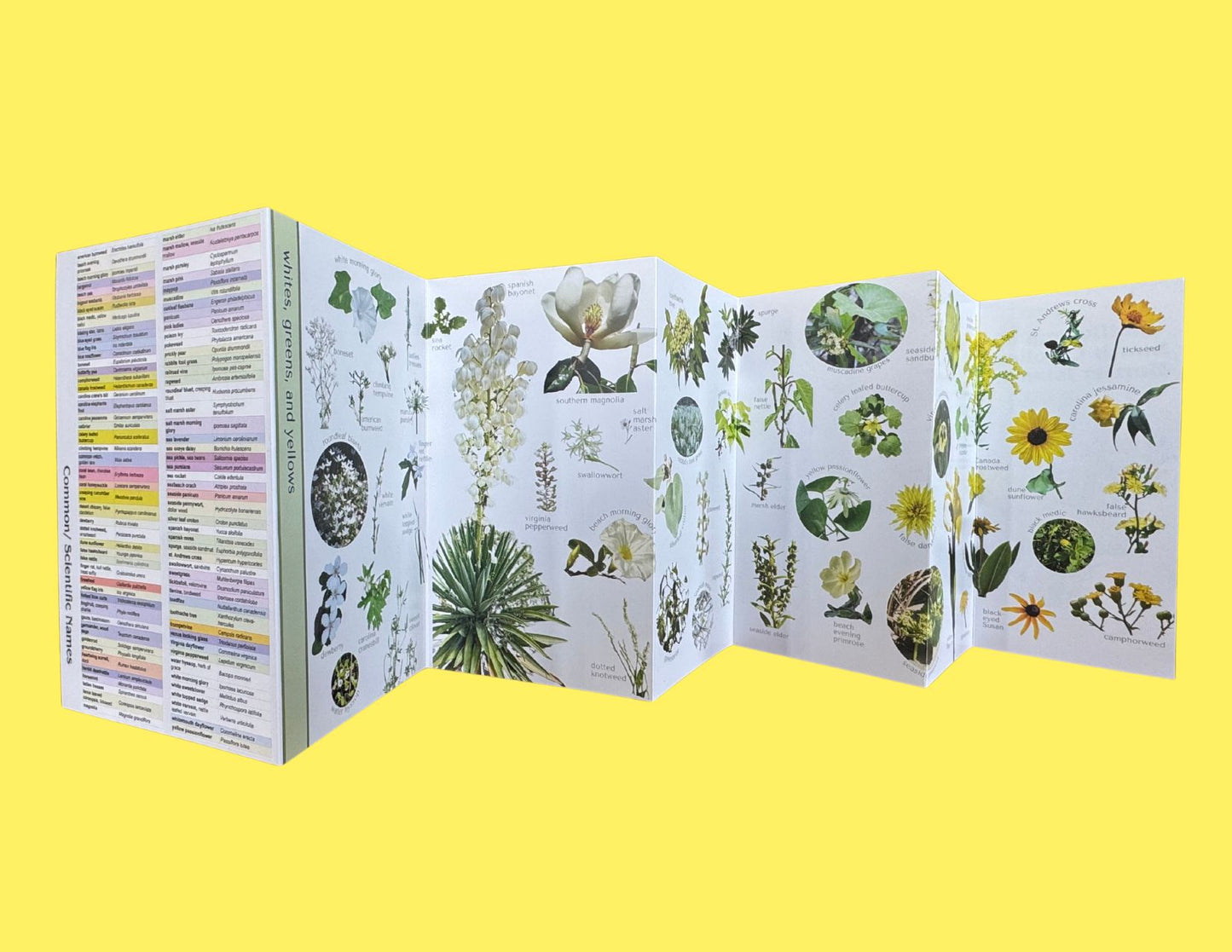 Wildflowers of SC Barrier Islands Pocket Guide
