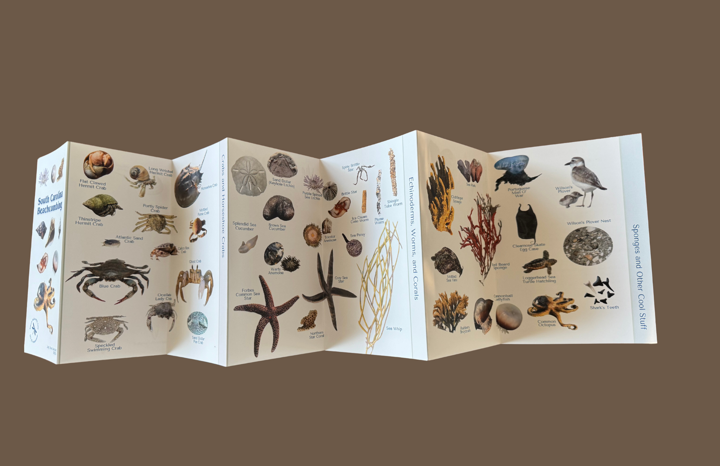 Beachcombing Pocket Guide *** FREE SHIPPING!
