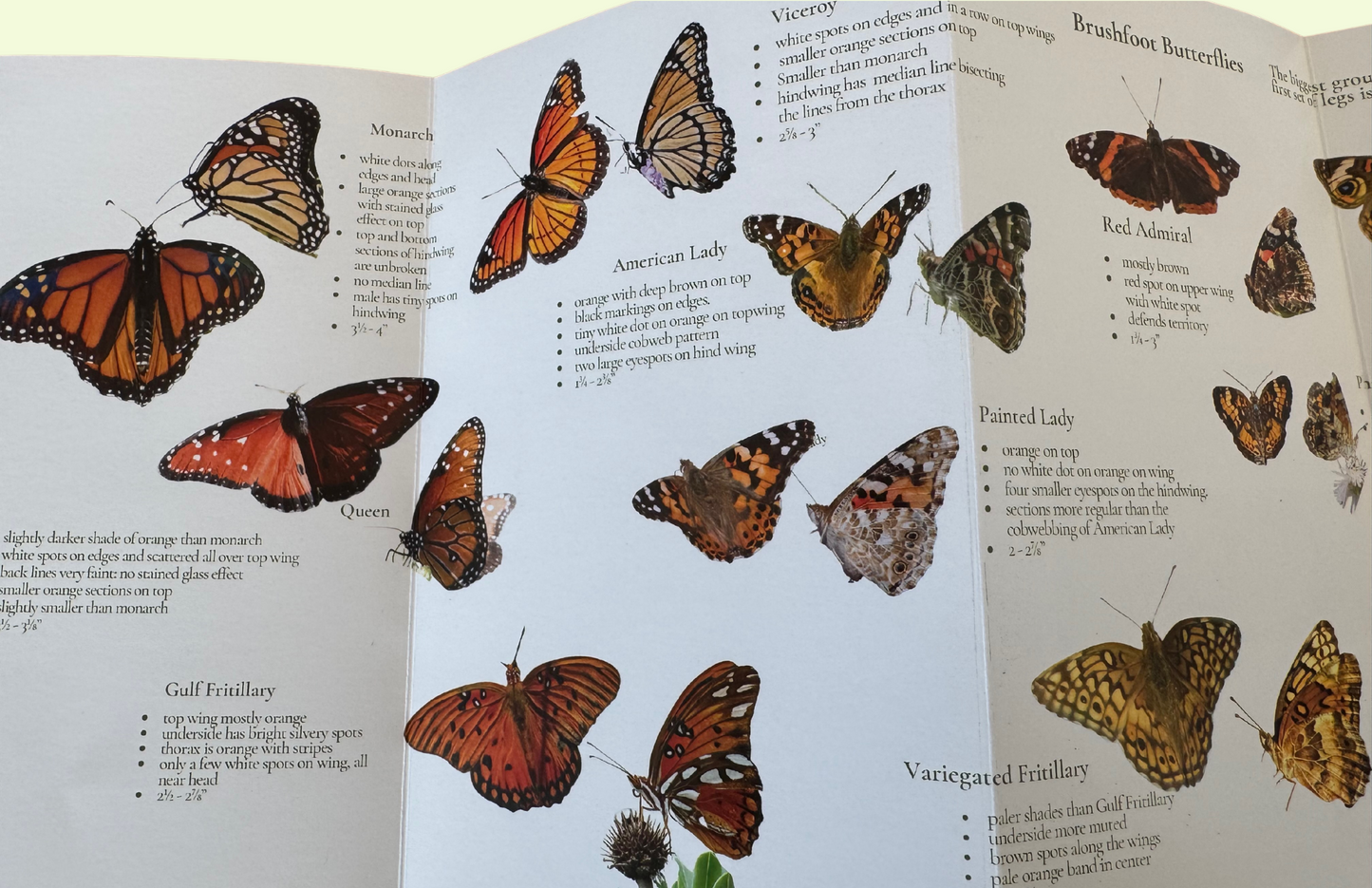 Backyard Butterfly Pocket Guide *** FREE SHIPPING!