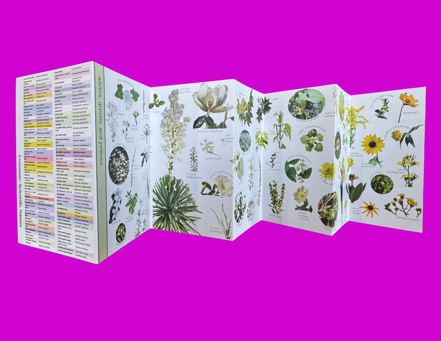 Wildflowers of SC Barrier Islands Pocket Guide