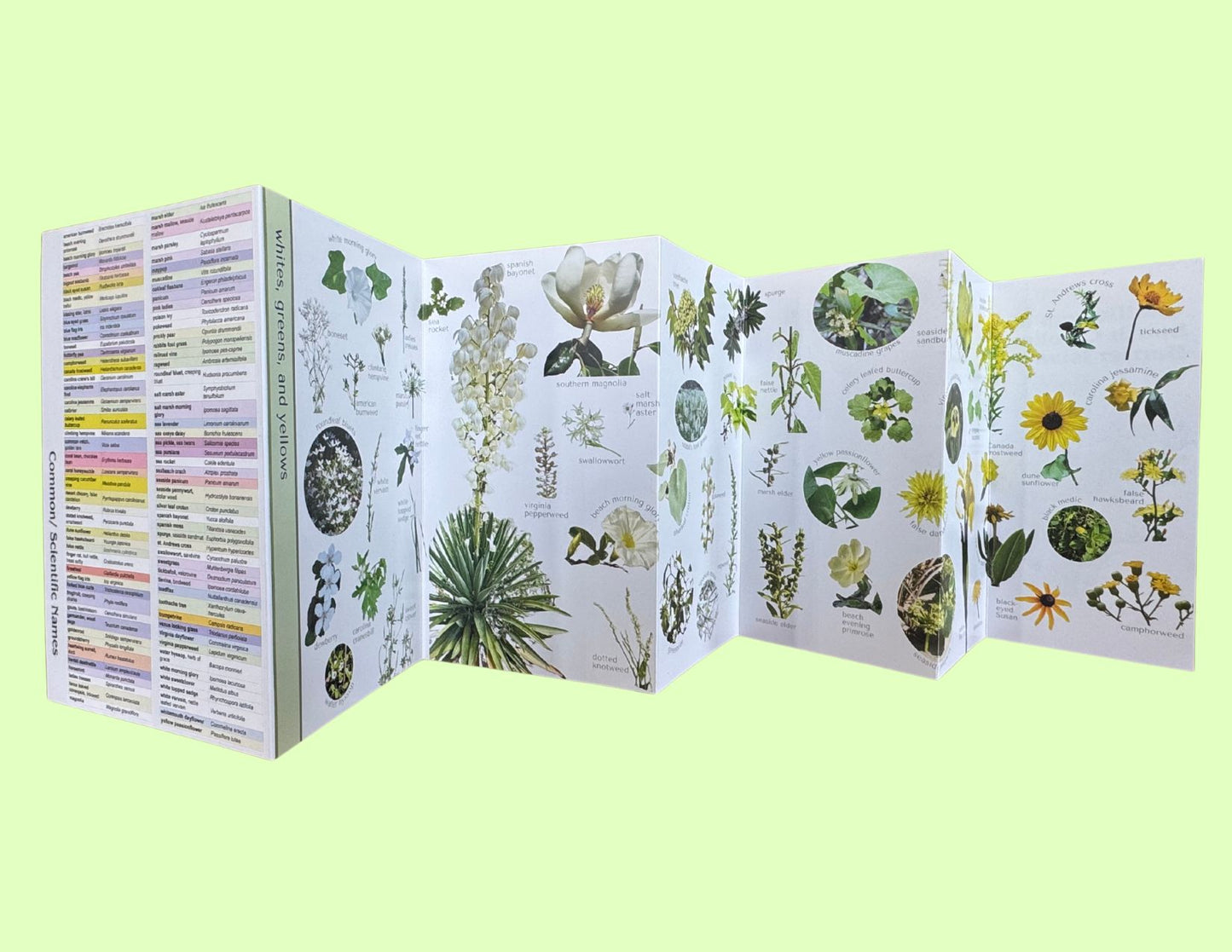 Wildflowers of SC Barrier Islands Pocket Guide
