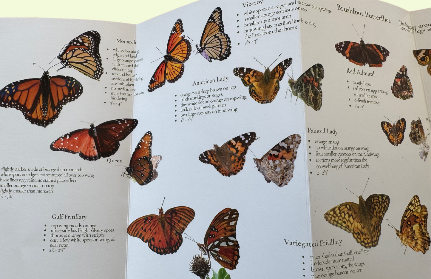 Backyard Butterfly Pocket Guide