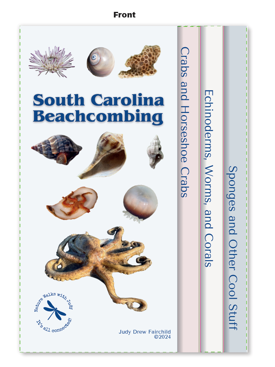 Beachcombing Pocket Guide