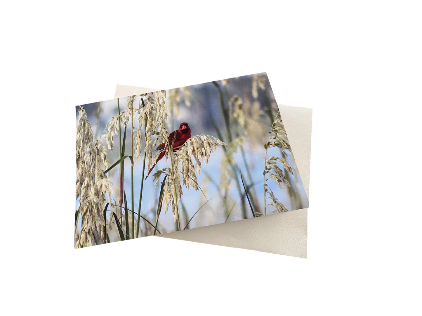 Note Cards - 10 Cardinal Bird Notecards with Envelopes Included, 3.5 x 5 Inches