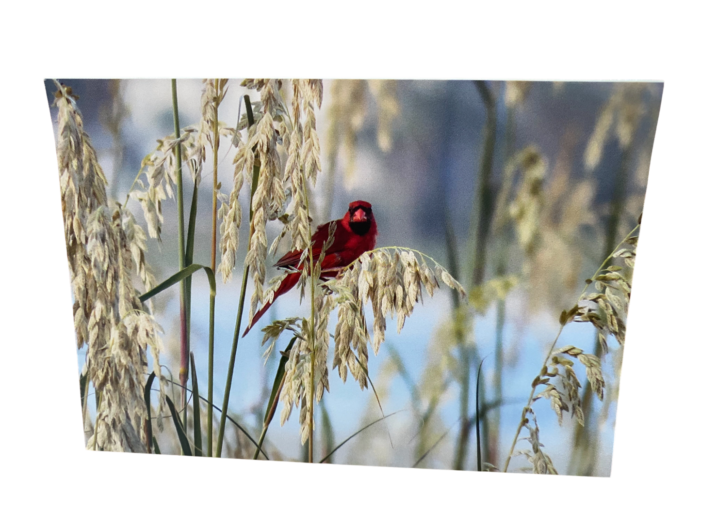 Note Cards - 10 Cardinal Bird Notecards with Envelopes Included, 3.5 x 5 Inches